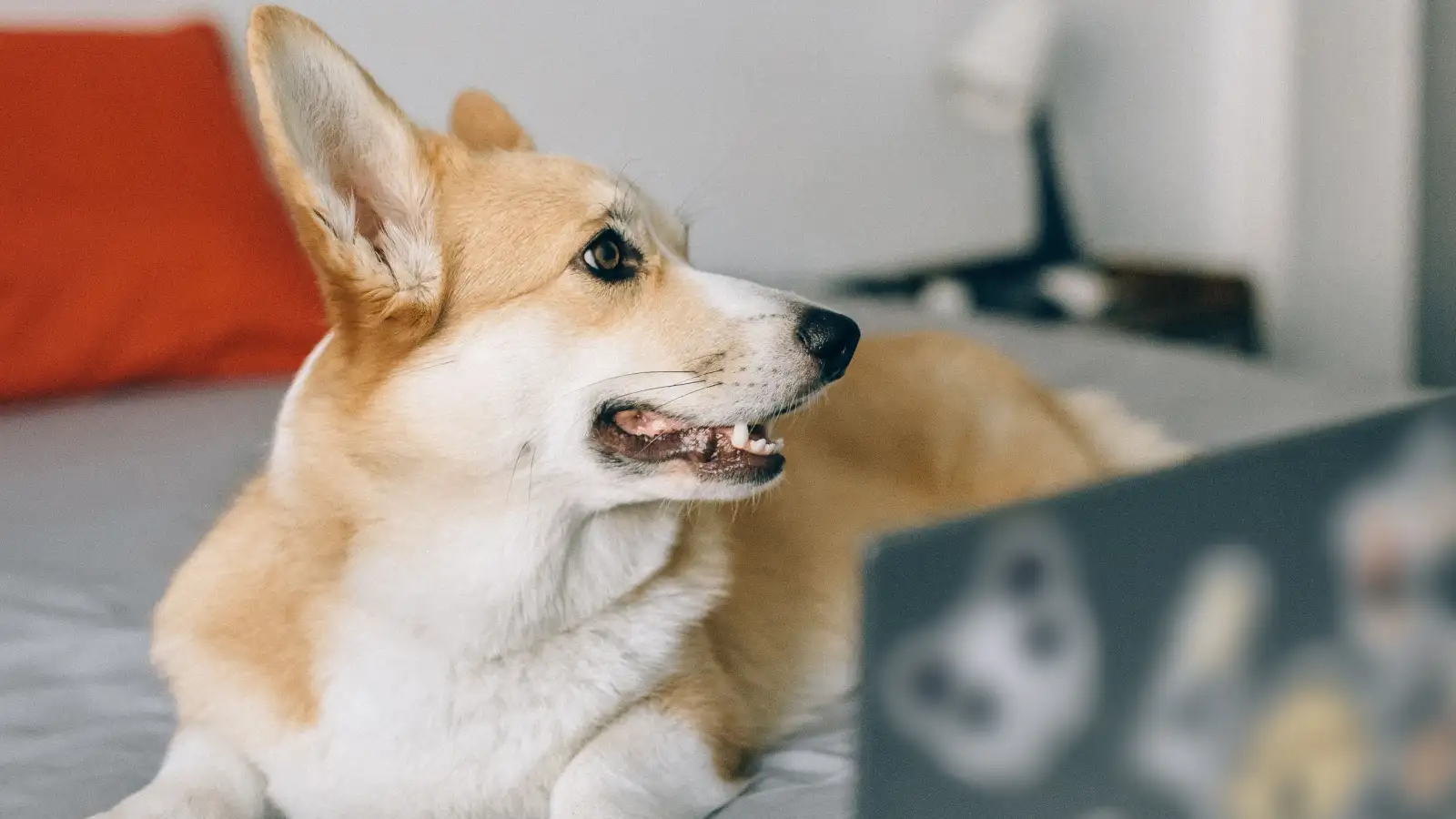 Corgi và Phốc sóc trên mạng khác ngoài đời thế nào?