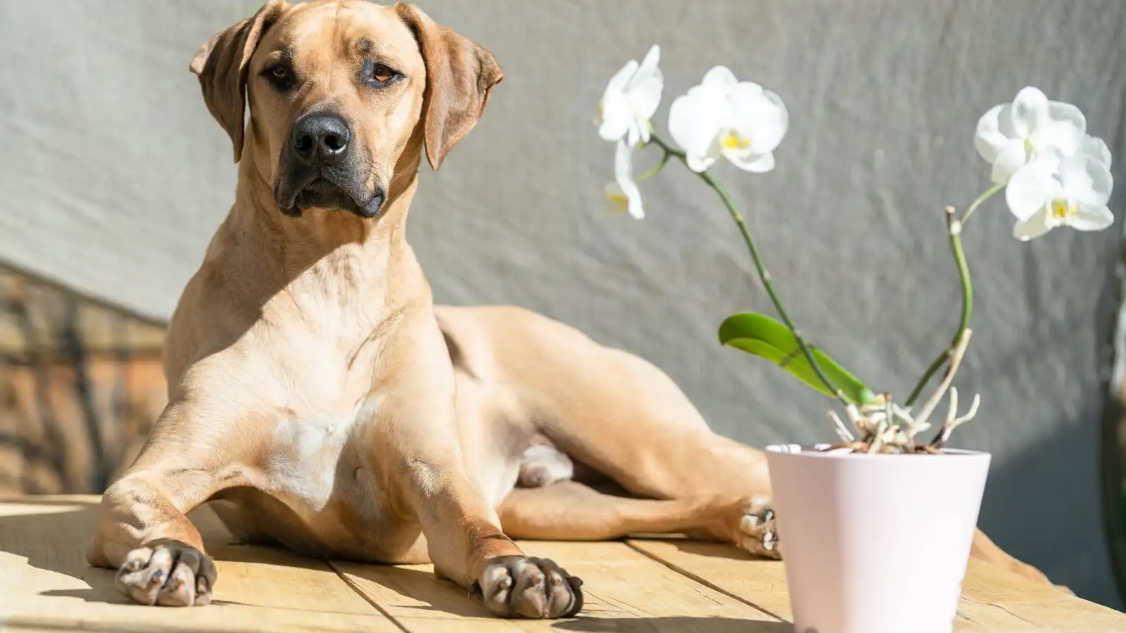 Chó với tới chậu cây ở độ cao nào và cách chặn lại