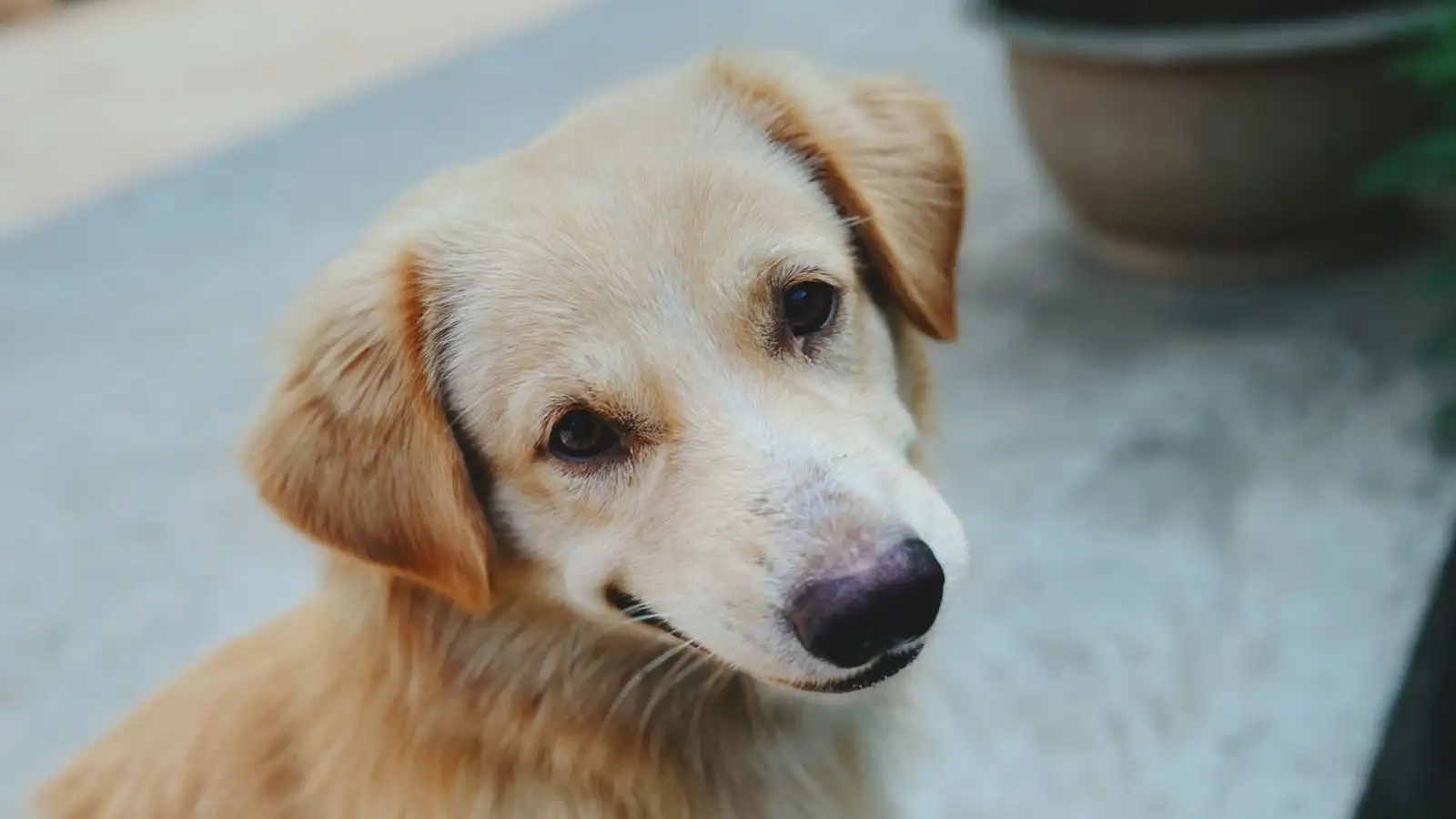 Nhà nào cũng nuôi chó ta, người mới có nên theo?