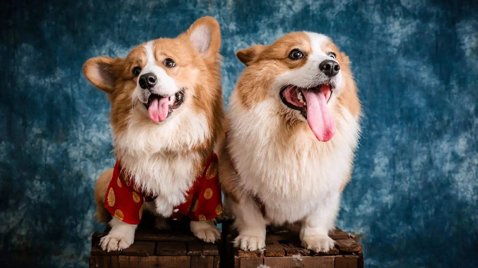 Điều ít ai nói về chó Corgi khi nuôi ở Việt Nam
