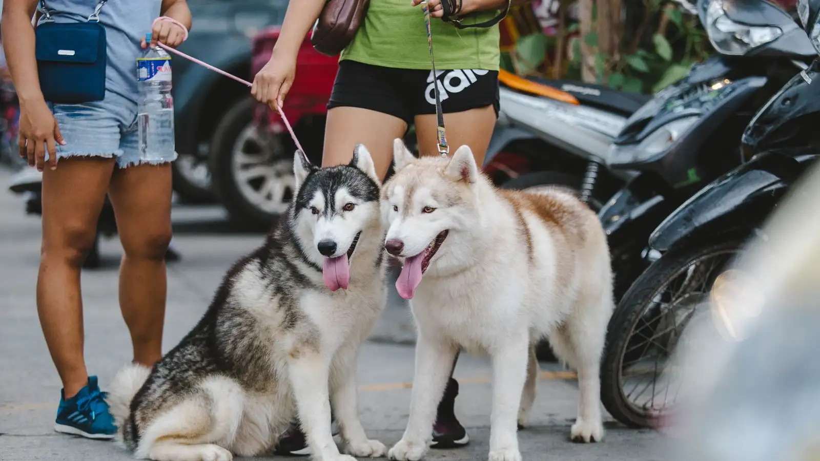 Chó Husky ở Việt Nam có thật sự khó nuôi như lời đồn?