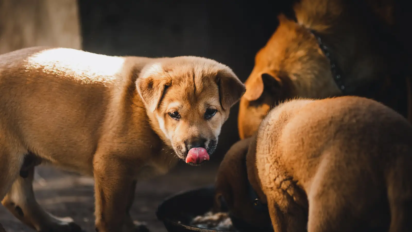 Mỗi ngày nên cho chó con ăn bao nhiêu thì đủ?