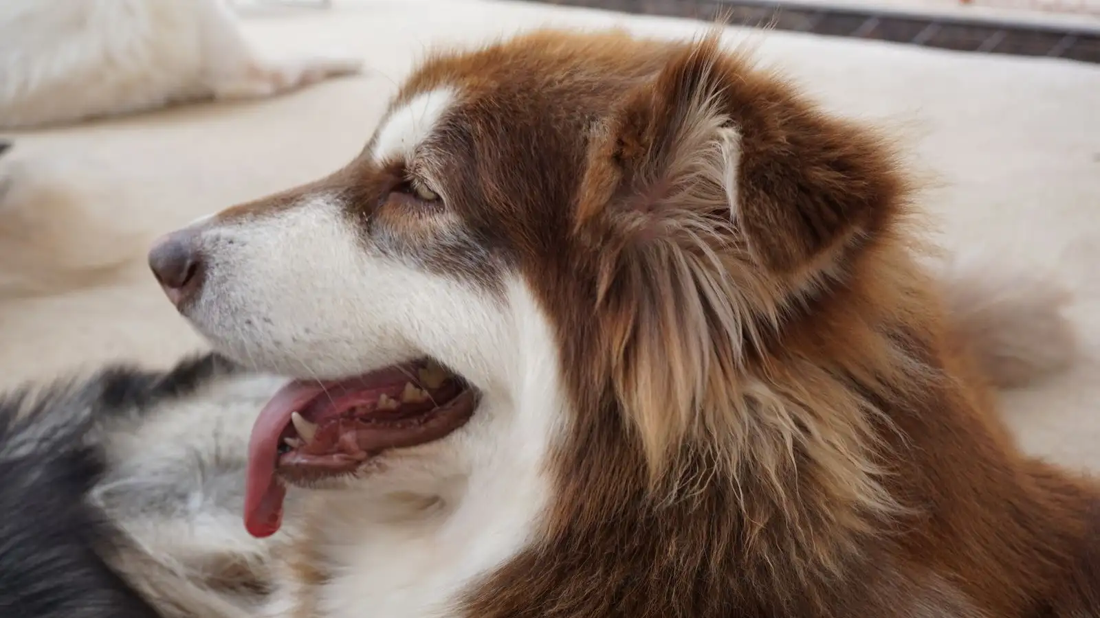 Bỏ bát sau 10 phút, mẹo cho Husky biếng ăn hiệu quả