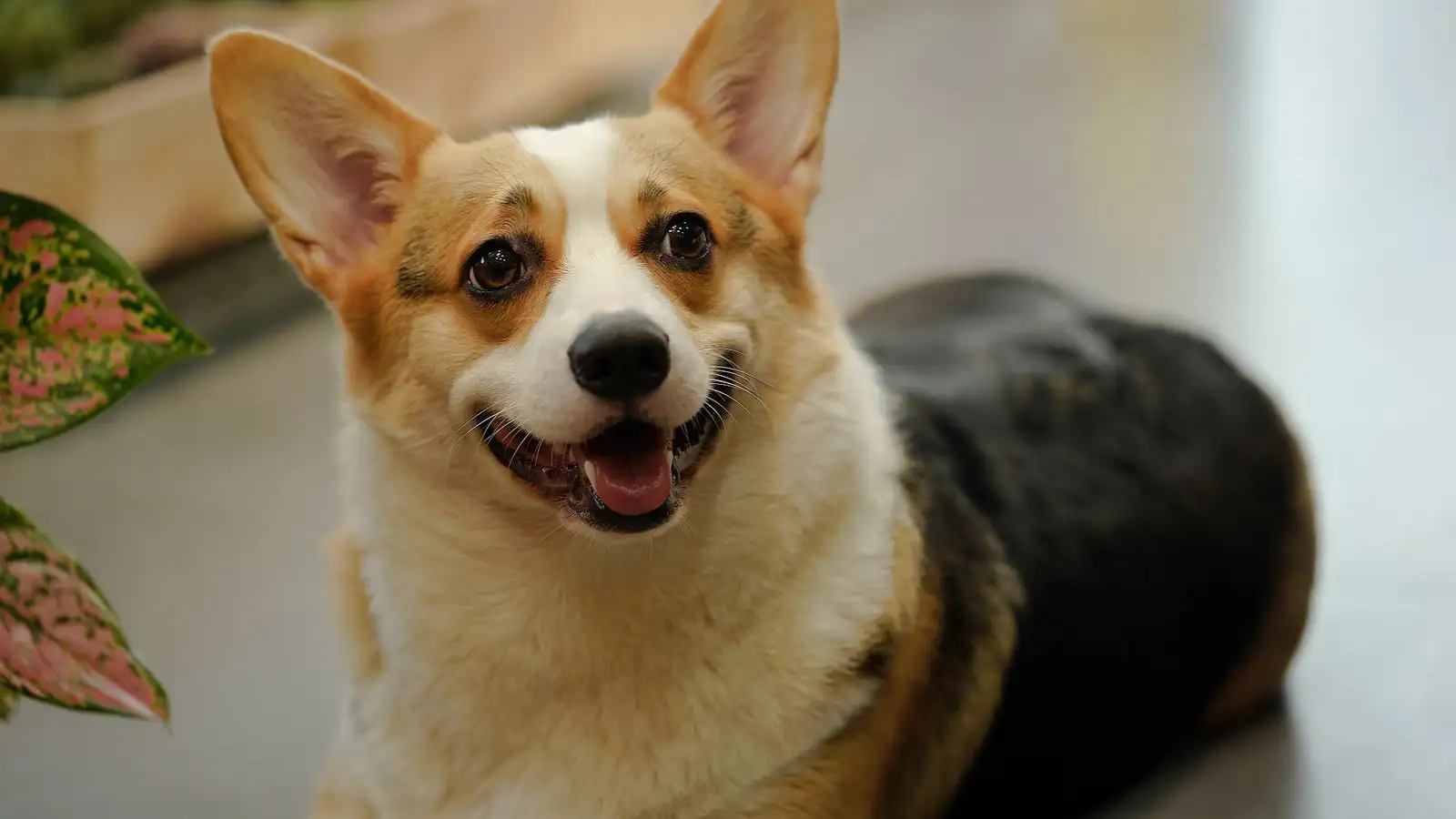 Ba sai lầm khiến Corgi kiệt sức trong nắng nóng