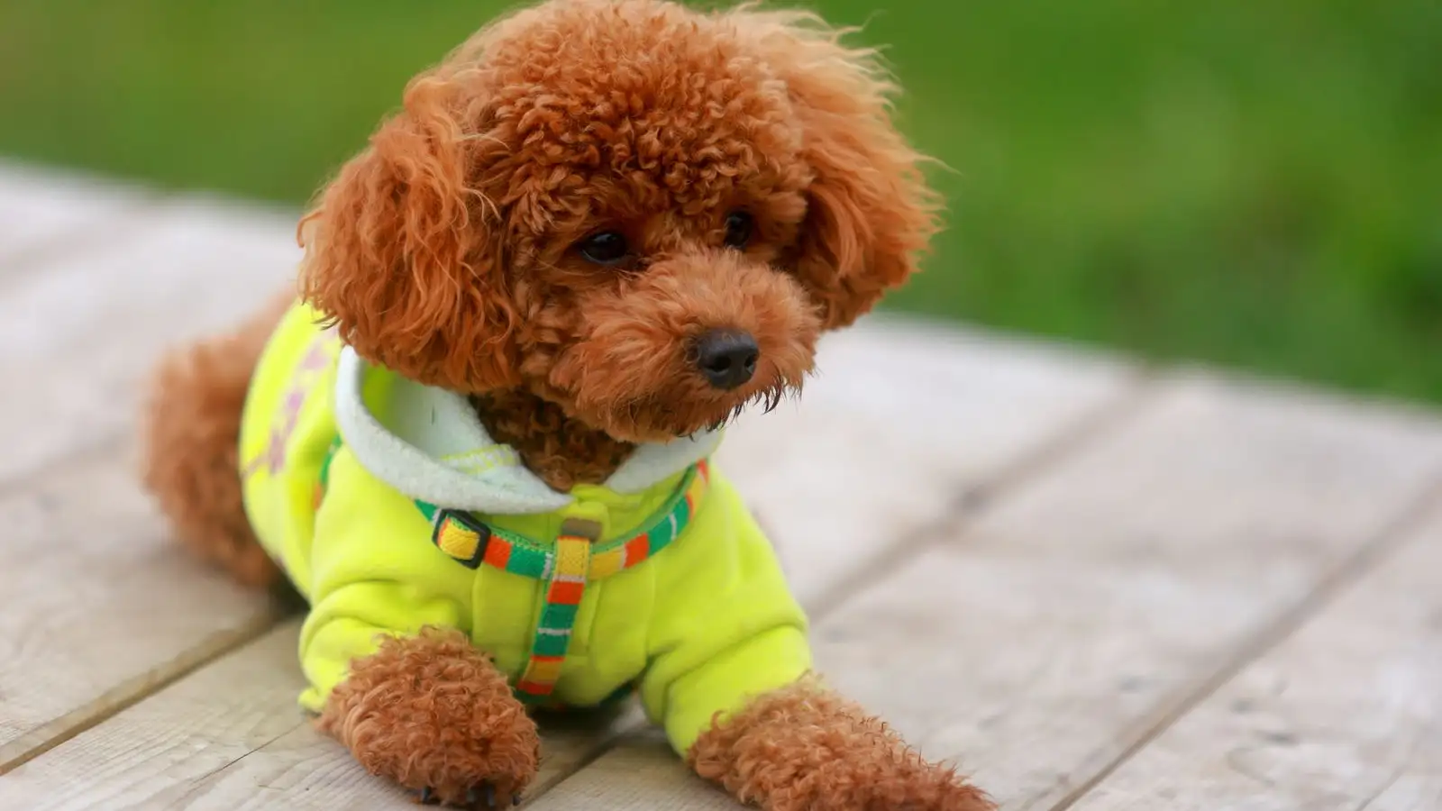 Poodle Toy 3 kg cần bao nhiêu gram thức ăn mỗi ngày?